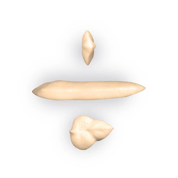 patipani